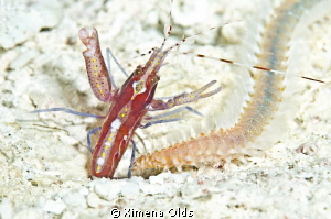 "Hands up!" I mean:  "claws up!". by Ximena Olds 